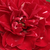 Rood - Floribunda roos - Dalli Dalli®